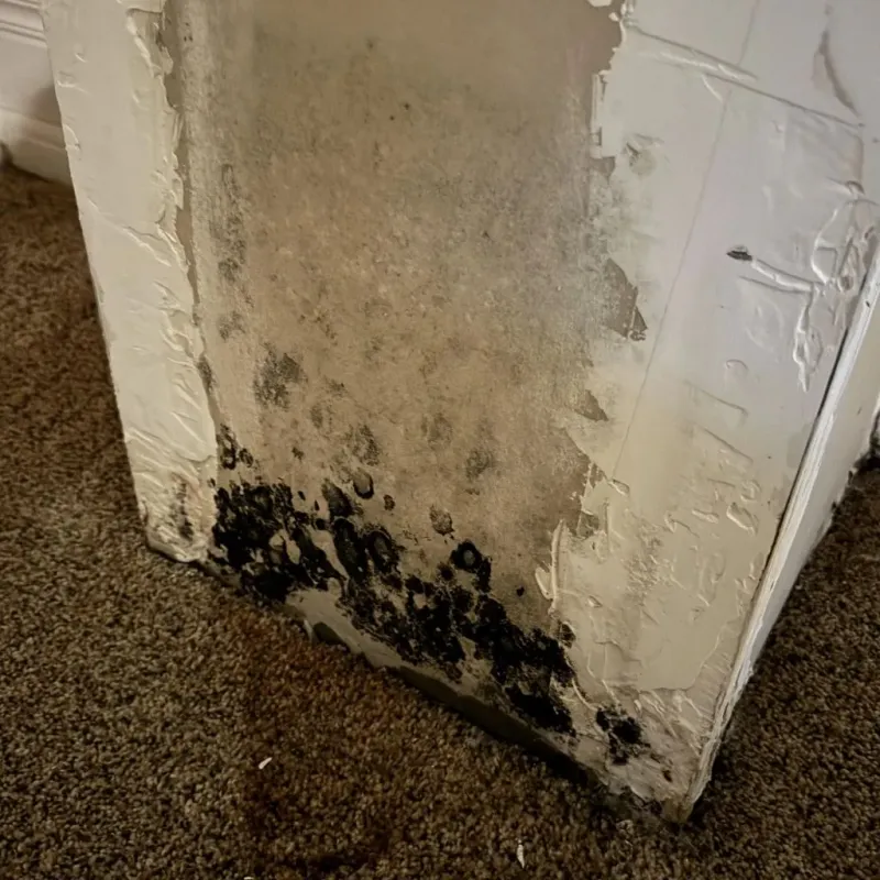Professional Mold Removal in Bourbon, IN